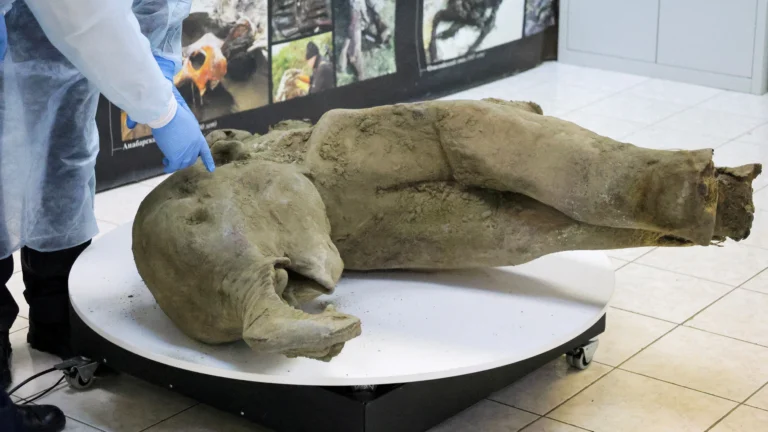 Discovery in Siberia: 50,000-Year-Old Mammoth Remains Found Intact